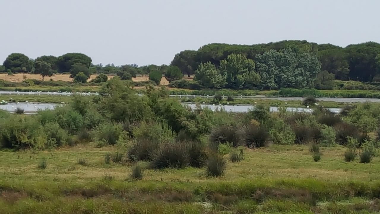 Hospederia Rural Las Buganvillas エル・ロシオ エクステリア 写真